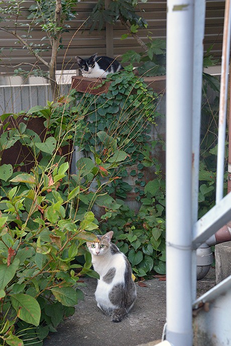 街のねこたち