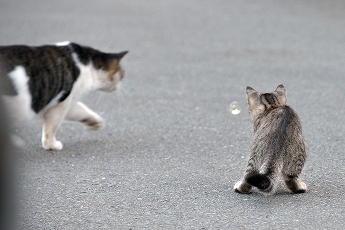 街のねこたち