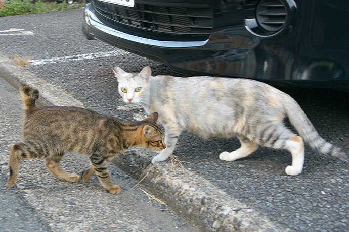 街のねこたち