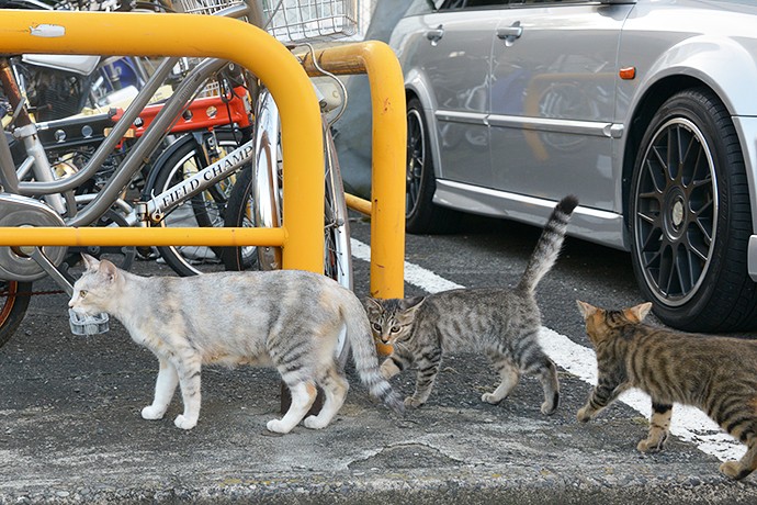 街のねこたち