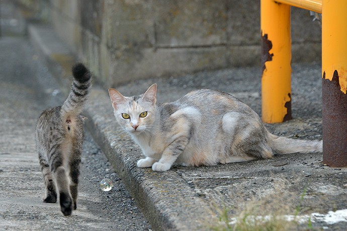 街のねこたち