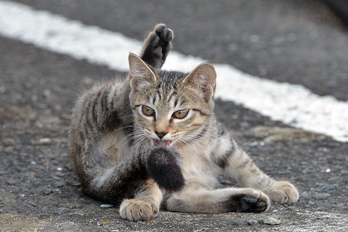 街のねこたち