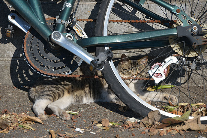 街のねこたち
