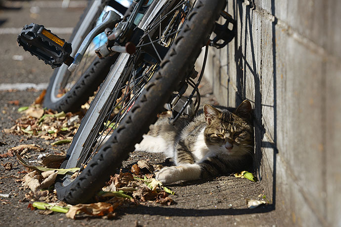 街のねこたち