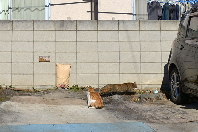 街のねこたち