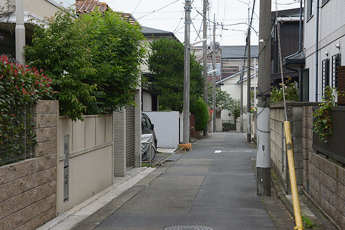 街のねこたち
