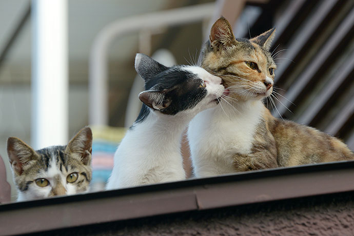 街のねこたち