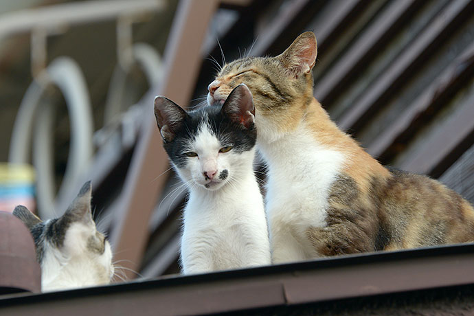 街のねこたち