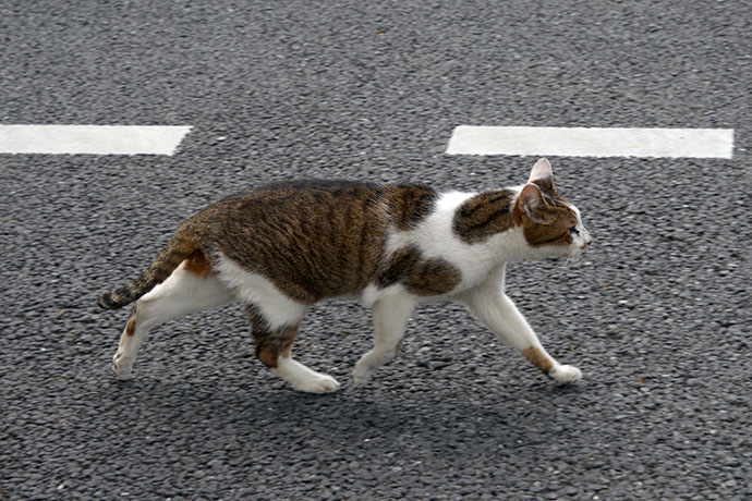 街のねこたち