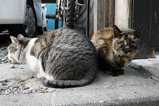 街のねこたち