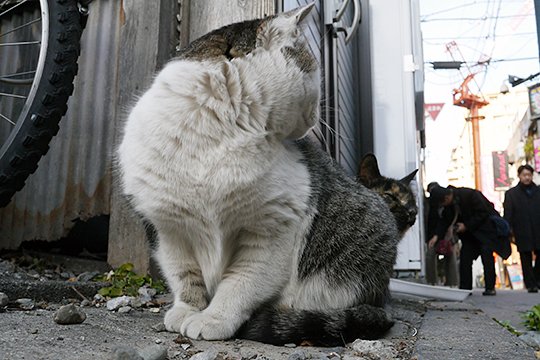 街のねこたち