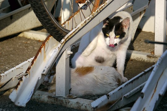 街のねこたち