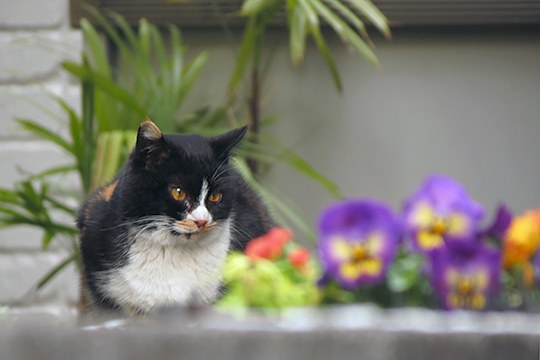 街のねこたち