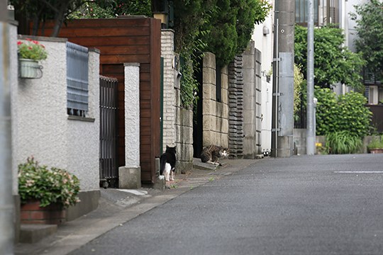 街のねこたち