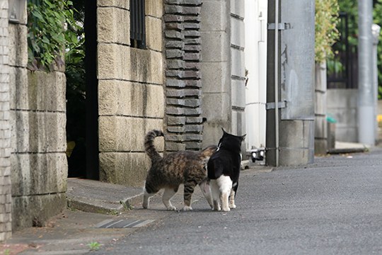 街のねこたち