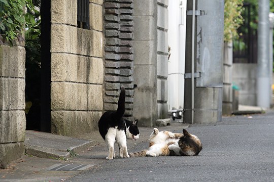街のねこたち