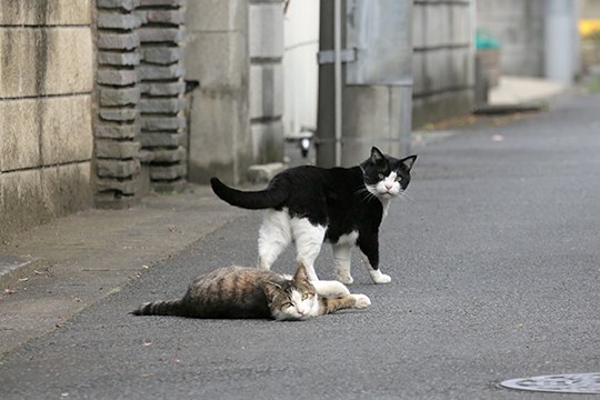 街のねこたち