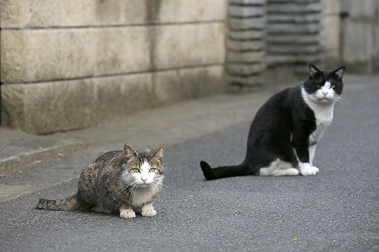街のねこたち