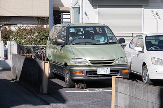 街のねこたち