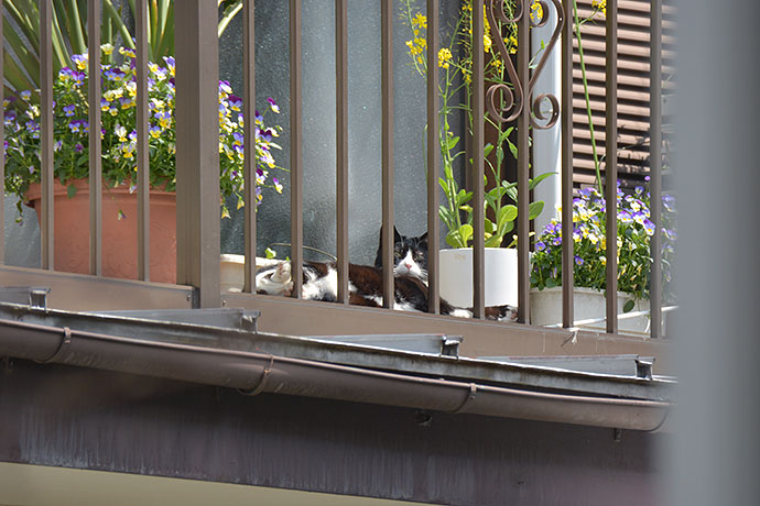 街のねこたち