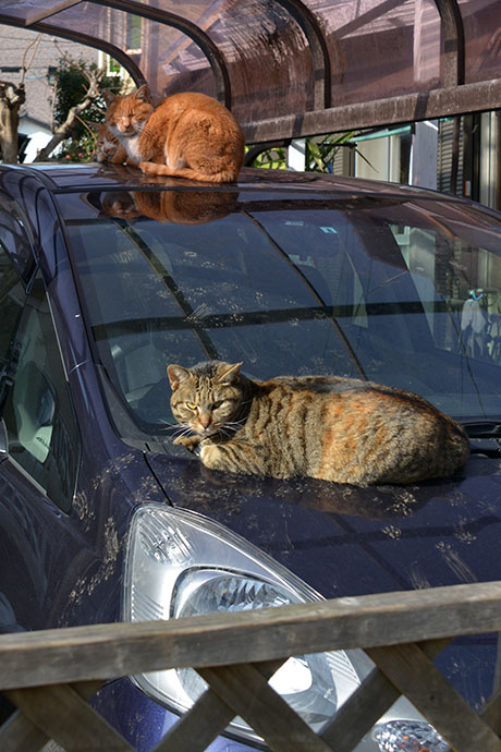 街のねこたち