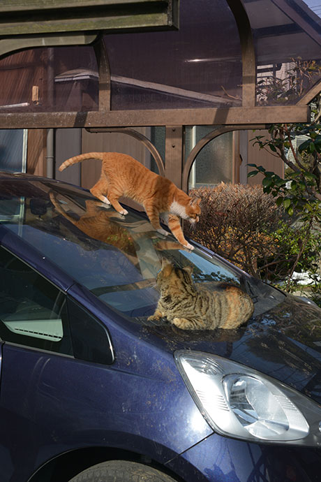 街のねこたち