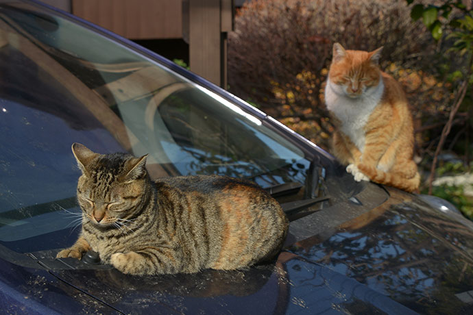 街のねこたち