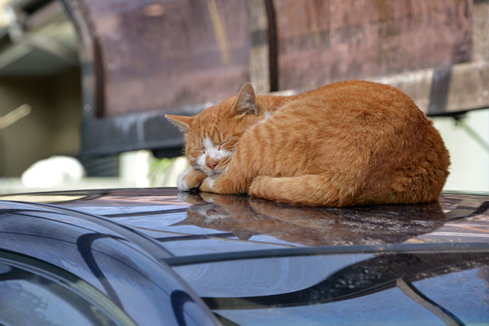 街のねこたち