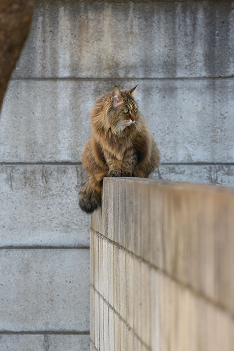 街のねこたち