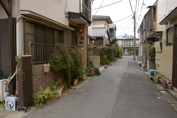 街のねこたち