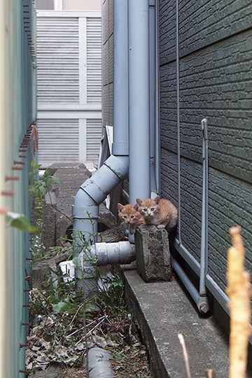 街のねこたち