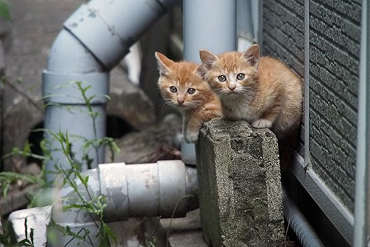 街のねこたち