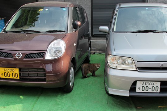 街のねこたち