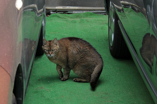 街のねこたち