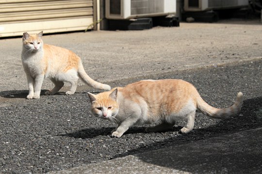 街のねこたち