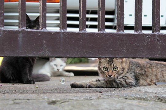 街のねこたち
