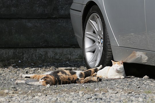 街のねこたち