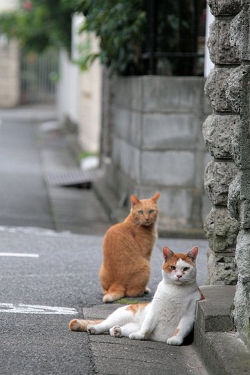 街のねこたち