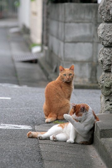街のねこたち