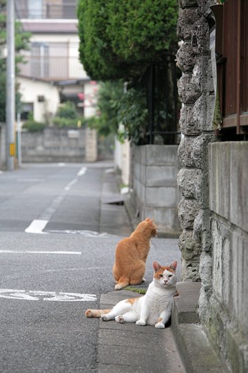 街のねこたち