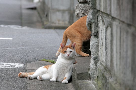 街のねこたち