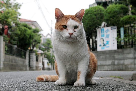 街のねこたち