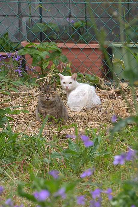 街のねこたち