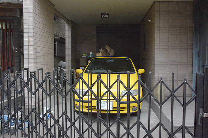 街のねこたち