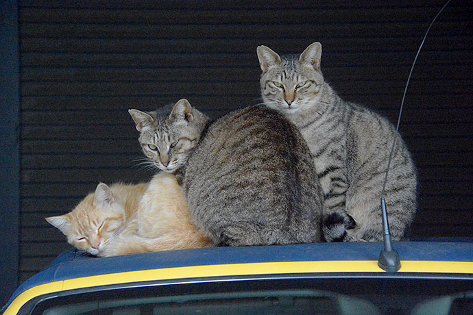 街のねこたち
