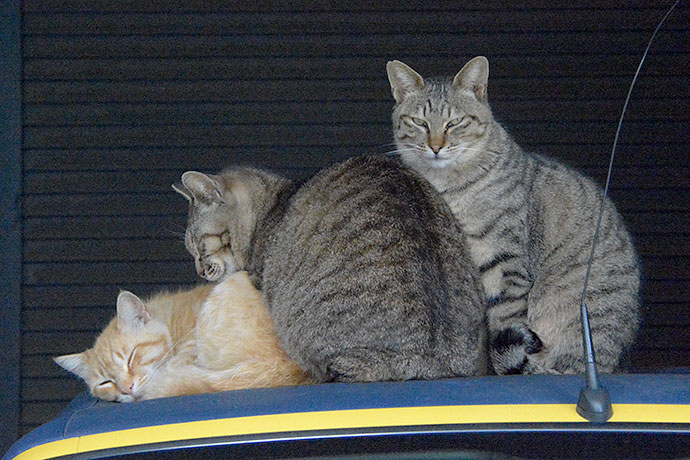 街のねこたち
