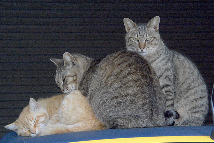 街のねこたち