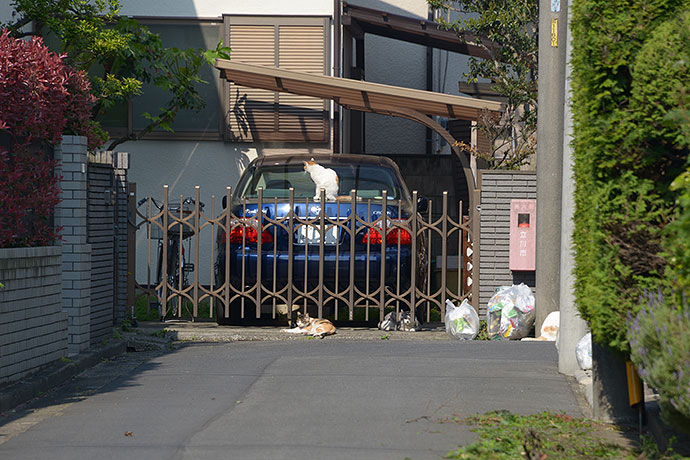 街のねこたち