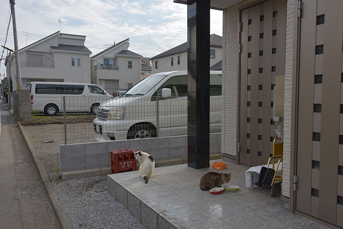 街のねこたち