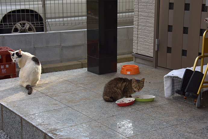 街のねこたち